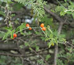 Image result for Corallocarpus welwitschii