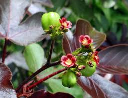 Image result for Jatropha gossypiifolia