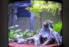 Aquarium Idea W Driftwood Mangrove Root Just Keep Swimming Pinterest Aquarium Freshwater Aquarium And Fish Tank