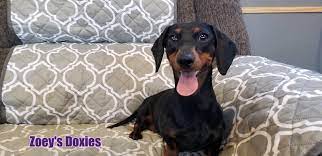 Find dachshund dogs and puppies from alabama breeders. Zoeys Doxies Dachshund Puppies For Sale