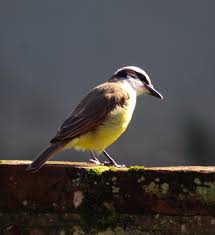 Search free bem te vi ringtones on zedge and personalize your phone to suit you. Great Kiskadee Bem Te Vi I Saw From My Window The Other Day These Birds Are Very Common Here In Brazil I Love Them Birding