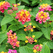 Image result for Lantana
