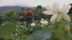 Where are you sending flowers to? Water Lilies And Lotuses Fact Sheets Gardening Australia Gardening Australia