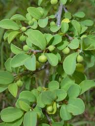 Image result for Flueggea virosa