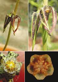 Image result for Brachystelma