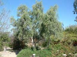 Image result for Olea europaea
