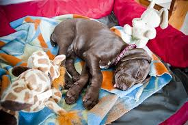 When the puppy wakes up in this type of confinement. How Much Sleep Do Puppies Need Here S How To Make Sure