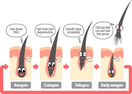 Diffuse hair loss can affect both sexes at any age. Hair Fall To Hair Growth A Complete Hair Loss Treatment