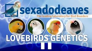 We did not find results for: Lovebirds Genetics Part Ii