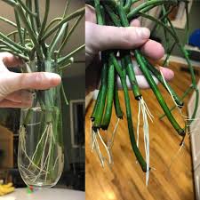 During wet periods a cactus will grow more roots to absorb as much water as possible. Pin On Gardening