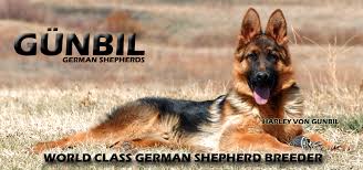 Make a donation to german shepherd rescue of the rockies to help homeless pets find homes. German Shepherd Breeders German Shepherd Puppies For Sale Gunbil German Shepherds