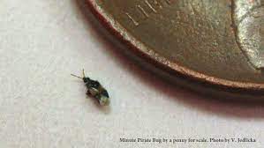 They can be an annoyance, but do not bite. Minute Pirate Bug Nebraska Extension In Lancaster County