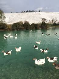 Pamukkale Antique Pool Denizli Turkey Do Turkiye Pamukkale Bahar