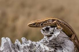 Image result for Polyspatha oligospatha