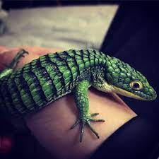 Our Beautiful Abronia Lizard Or Mexican Alligator Lizard Lizard Reptiles And Amphibians Cute Animals