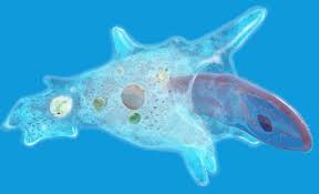 Check spelling or type a new query. Amoeba By David West 3d Artist Plant And Animal Cells Science Cells Life Science Classroom