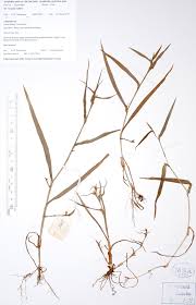 Image result for Cyanotis axillaris