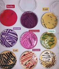 Margaret Terwilliger