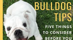 Get a boxer, husky, german shepherd, pug, and more on kijiji, canada's #1 daphne's lovely litter of 8 purebred english bulldog puppies born january 19! 5 Things To Consider Before Owning An English Bulldog Pethelpful By Fellow Animal Lovers And Experts