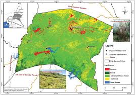 Image result for Oreobambos buchwaldii