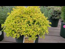 Image result for spirea japonica gold princess