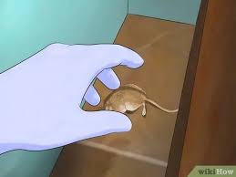 This can make a house uninhabitable until the stench has been eliminated. How To Remove Dead Animal Odor 12 Steps With Pictures Wikihow