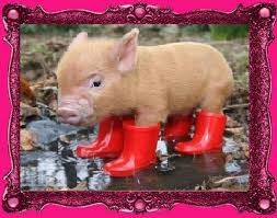 Parent pigs that are 2 years or older will give you more accurate definition or expectation of size. Teacup Pigs Make Great Pets Teacup Piglets
