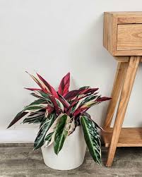 Image result for stromanthe