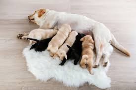 Maybe you would like to learn more about one of these? Why Are Labrador Retrievers The Most Popular Dog Breed K9 Web
