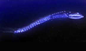 Bio Luminescent Black Dragon Fish From The Abyss Deep Sea Life Deep Sea Animals Deep Sea Creatures