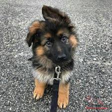 German shepherd puppies for sale in michigan under 500. German Shepherd Puppies For Sale Under 500 Off 70 Www Usushimd Com