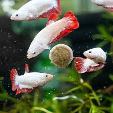 Can Gouramis And Betta Fish Live Together? Can Male Betta And Dwarf Gourami  Share The Same Fish Tank - Youtube