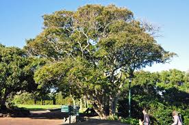 Image result for Millettia grandis