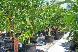 This is a seedling not grafted tree. Green Tree Nursery Fruit Trees Novocom Top