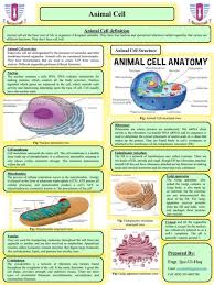 1.2.2 Animal & Plant Cells | Cie A Level Biology Revision Notes 2022 | Save  My Exams
