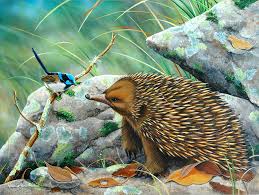 The Chatterbox Echidna And Male Superb Fairy Wren Australian Native Wildlife Echidna Australian Animals Funny Animal Memes