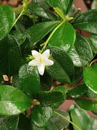 Maybe you would like to learn more about one of these? The Fukien Tea Tree Carmona Retusa Flower Bonsai Flowering Bonsai Tree Carmona Retusa