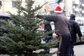 Maybe you would like to learn more about one of these? Bradul De CrÄciun Impodobit Cu Amenzi