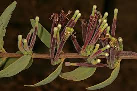 Image result for Tapinanthus