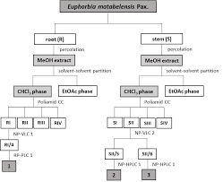 Image result for Euphorbia matabelensis