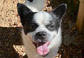 Learn more about henrico humane society in richmond, va, and search the available pets they have up for adoption on petfinder. Adopt A Pet Petsmart Charities