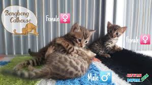 Banyak diantara umat islam yang belum mengetahui larang jual beli apa yang diharamkan oleh allah akan jual belinya. Dijual Kucing Bengal Murah Terpercaya Hewandijual Com
