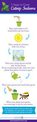 How To Grow Catnip Indoors Live With Liana Growing Catnip Catnip Plant Catnip