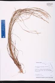 Image result for Schizachyrium sanguineum