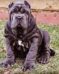 Old World Puppies For Sale Neapolitan Mastiff Puppies For Sale Neapolitan Mastiff Breeder Mastino Puppies Mastino Puppies For Mastiffs Mastiff Puppies Dogs