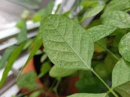 We did not find results for: How To Get Rid Of Spider Mites Once And For All