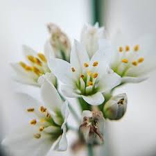 Image result for Nothoscordum borbonicum