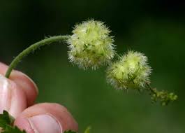 Image result for Tragia okanyua