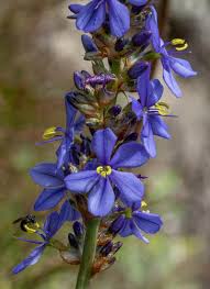 Image result for Aristea angolensis