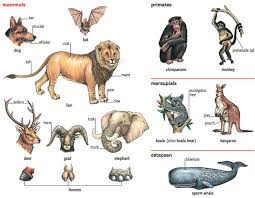 Bat Noun Definition Pictures Pronunciation And Usage Notes Learn English Animals Name In English Animals
